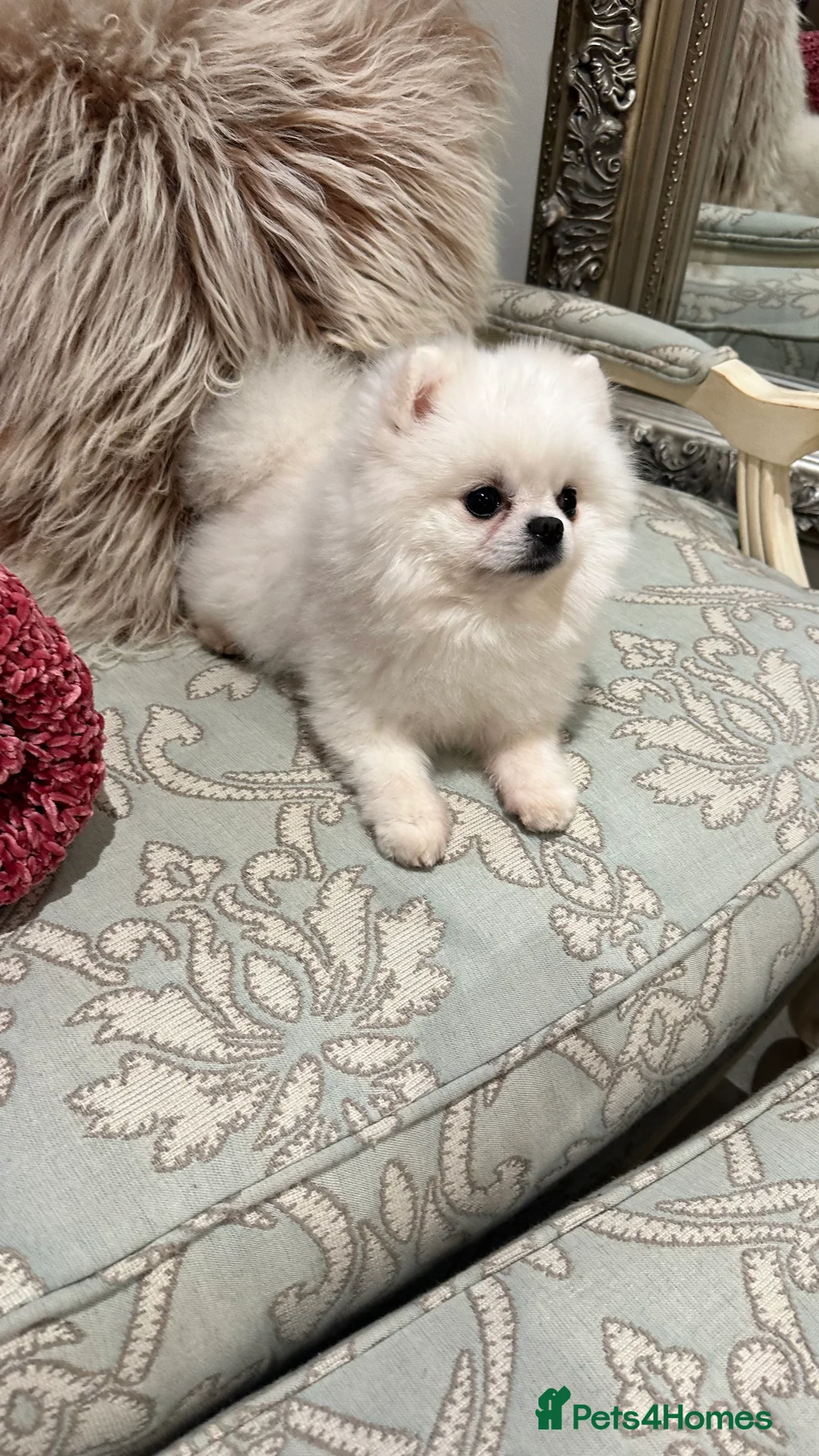 Pomeranian dogs for stud:  🏆 Asian White🏆 Pom TINY - Advert 2