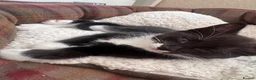 Mixed Breed cats for sale: 😻ONLY ONE BEAUTIFUL GIRL KITTEN LEFT!😻 - Advert 16