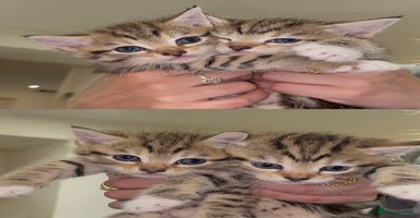 Mixed Breed cats - Advert 7