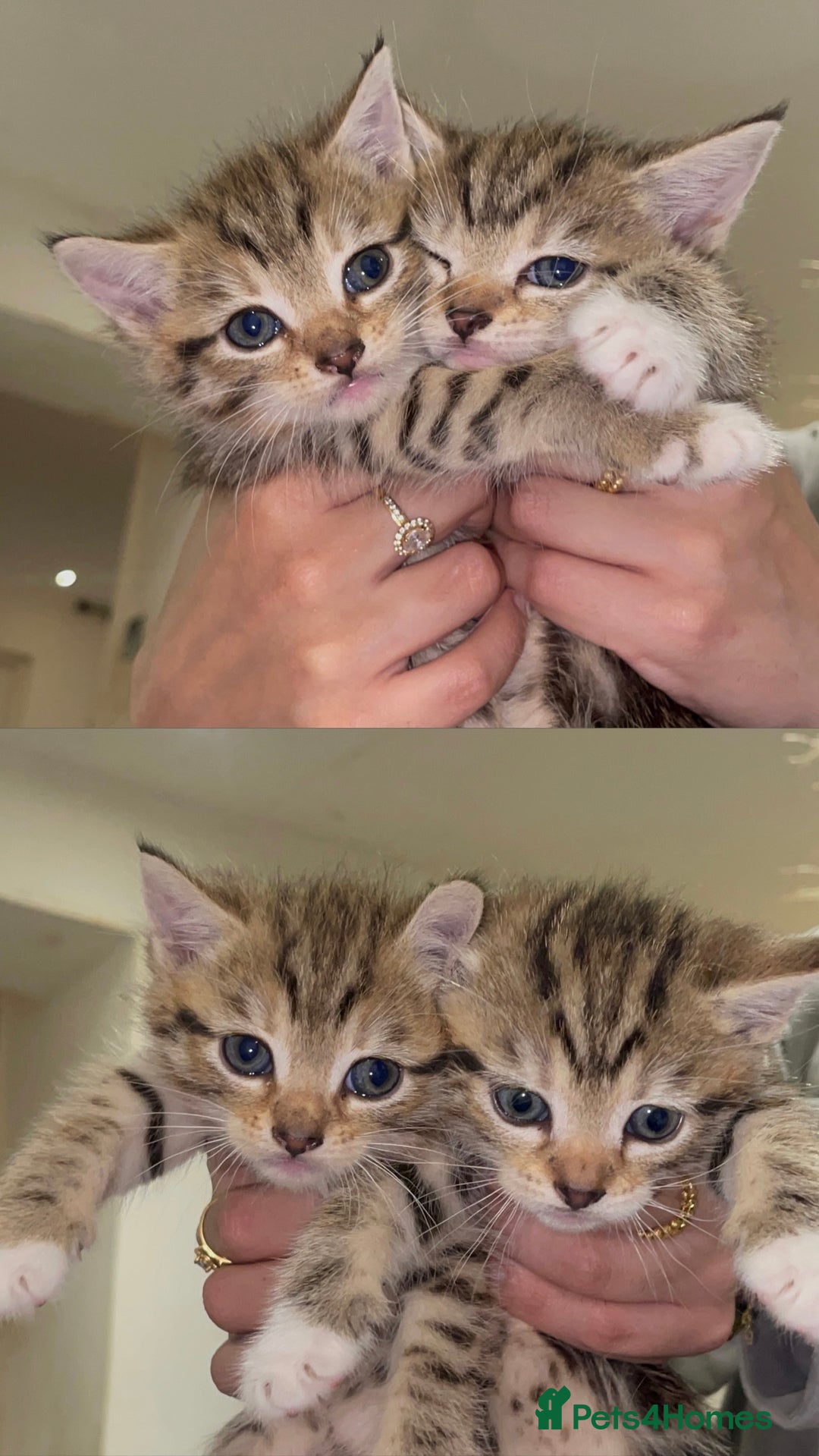 Mixed Breed cats for sale: British Blue Tabby X DSH Kittens For Sale - Image 3