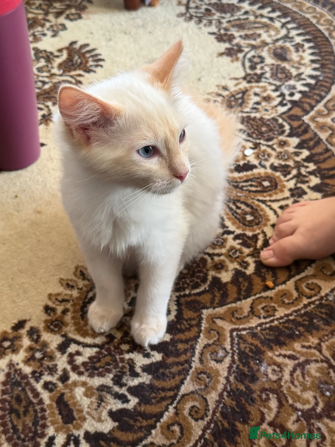 Ragdoll cats for sale: Ragdoll male  - Advert 7