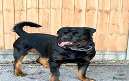 Rottweiler dogs for sale: Pure breed  KING ROTTWEILER (1 female) - Image 13
