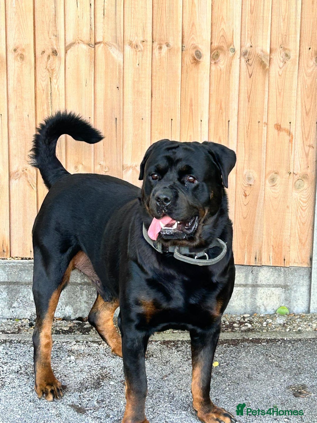 Rottweiler dogs for sale: Pure breed  KING ROTTWEILER (1 female) - Image 13