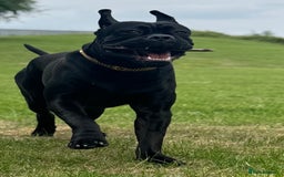 Cane Corso dogs for sale: Cane corso 18 months boy looking for a new home - Image 3