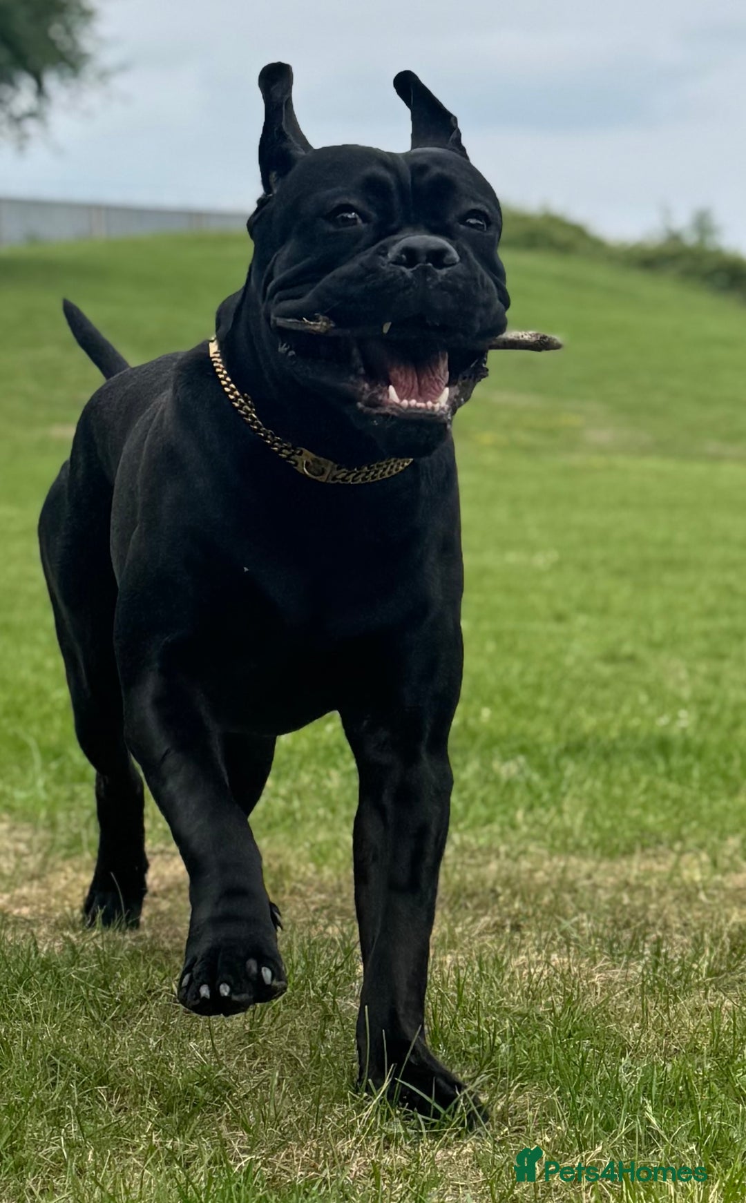 Cane Corso dogs for sale: Cane corso 18 months boy looking for a new home - Image 3