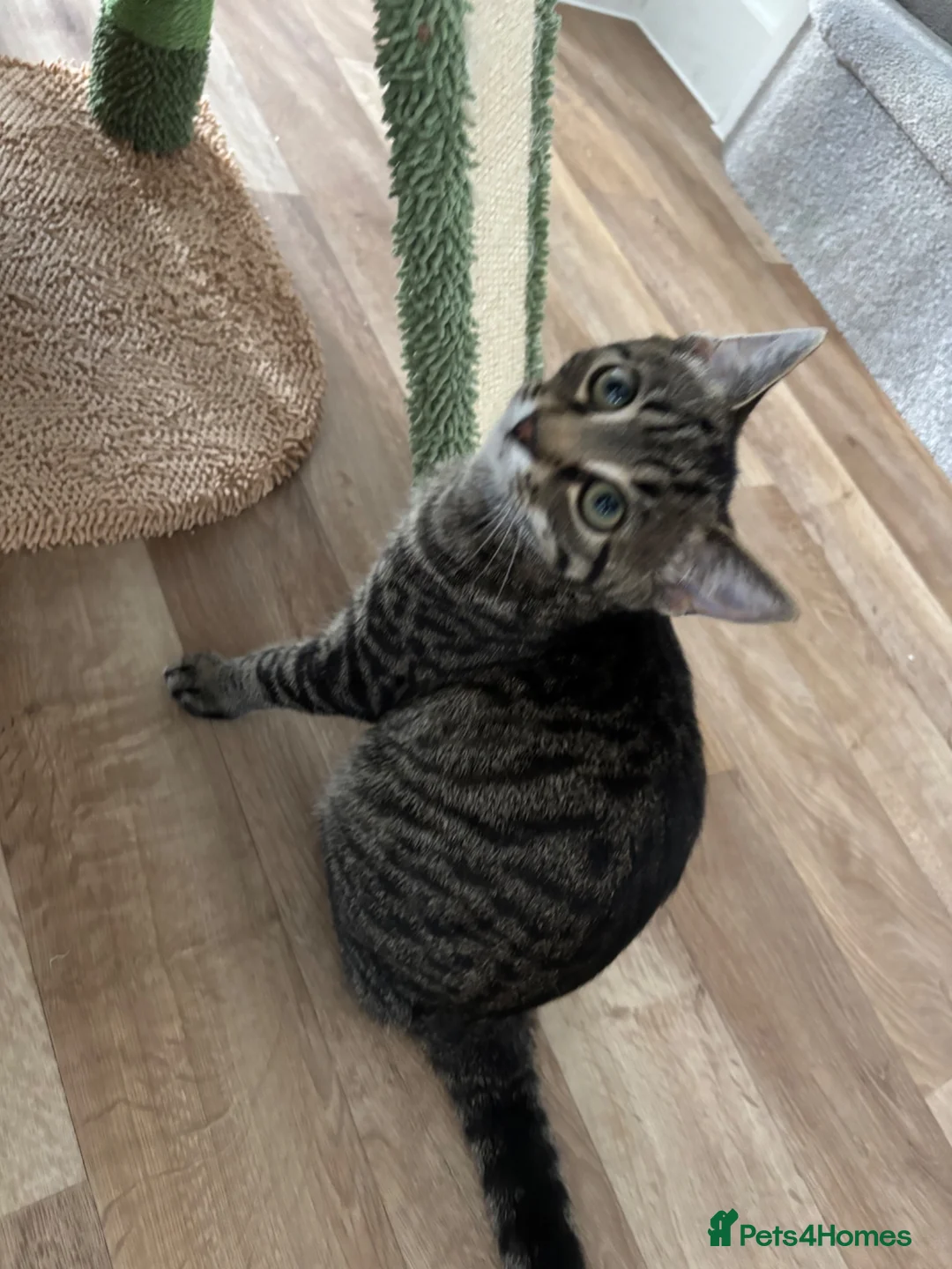 Mixed Breed cats for sale: Tabby mixed breed  - Advert 5