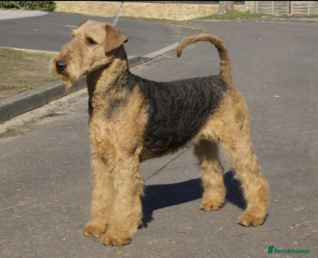 Airedale Terrier dogs Gorgeous Airedale Litter! - Advert 1