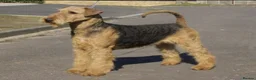 Airedale Terrier dogs for sale: Gorgeous Airedale Litter! - Advert 1