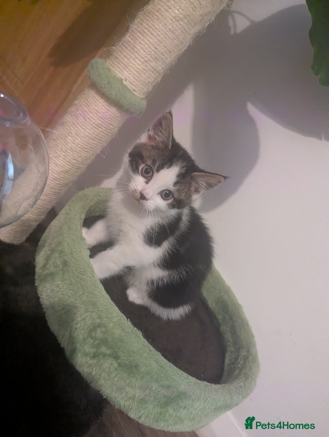 Mixed Breed cats for sale: Beautiful mix breed kittens  - Advert 2