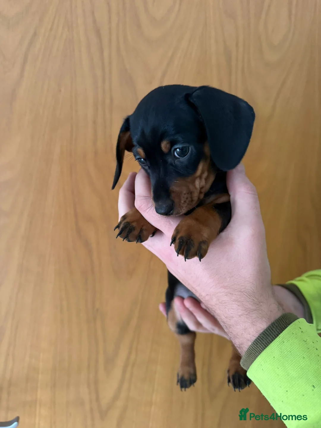 Miniature Dachshund dogs for sale: Miniature Dachshunds  - Advert 4