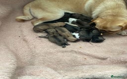 Pug dogs for sale: Full panda pugs - Image 8