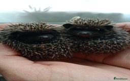 Pygmy Hedgehog rodents for sale: african pygmy hedgehogs - Image 1