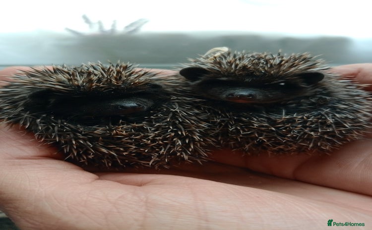 Pygmy Hedgehog rodents - Advert 1
