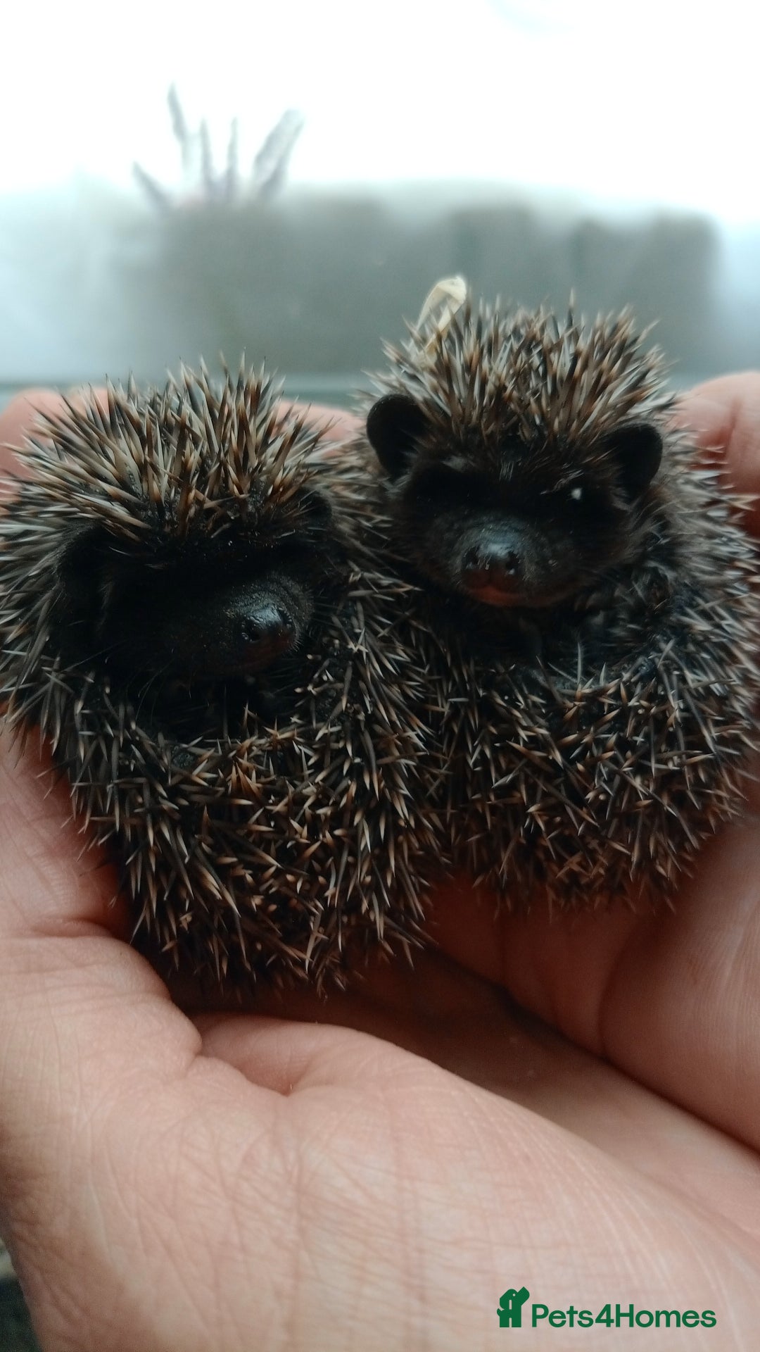 Pygmy Hedgehog rodents for sale: african pygmy hedgehogs - Image 1