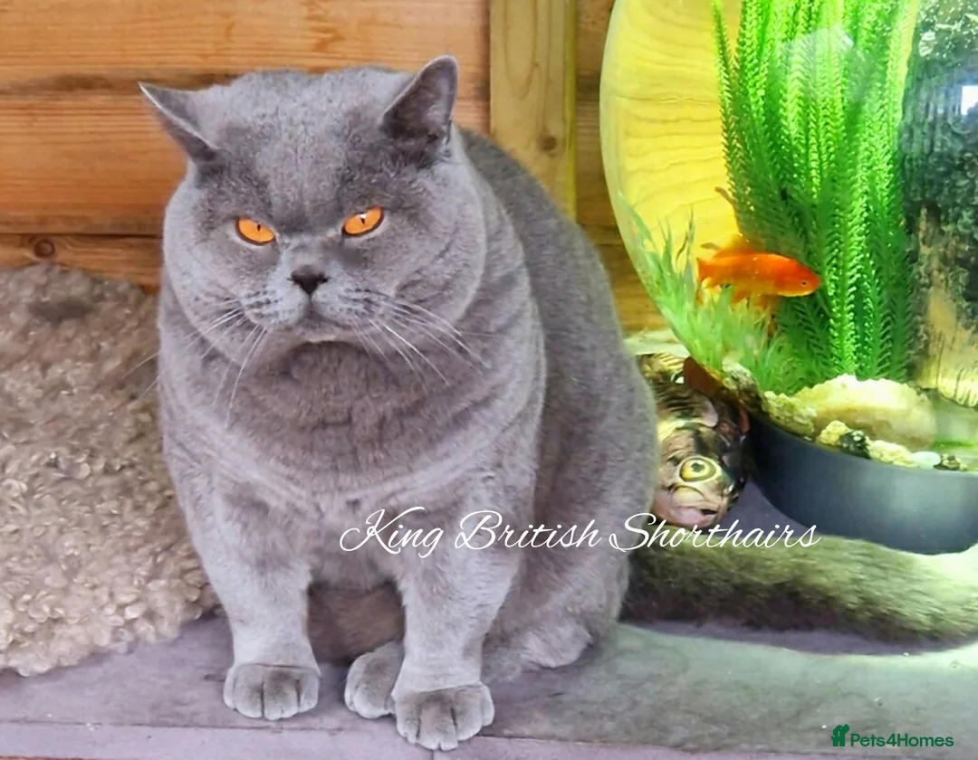 British Shorthair cats for stud: Imported Pedigree British Shorthair, BG B in London - Advert 3