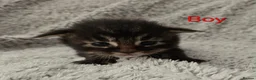 Maine Coon cats for sale: 6 TICA registered Maine Coon kittens. - Advert 13