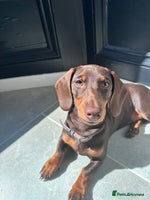 Miniature Dachshund dogs 7 miniature dachshunds for sale - Advert 3