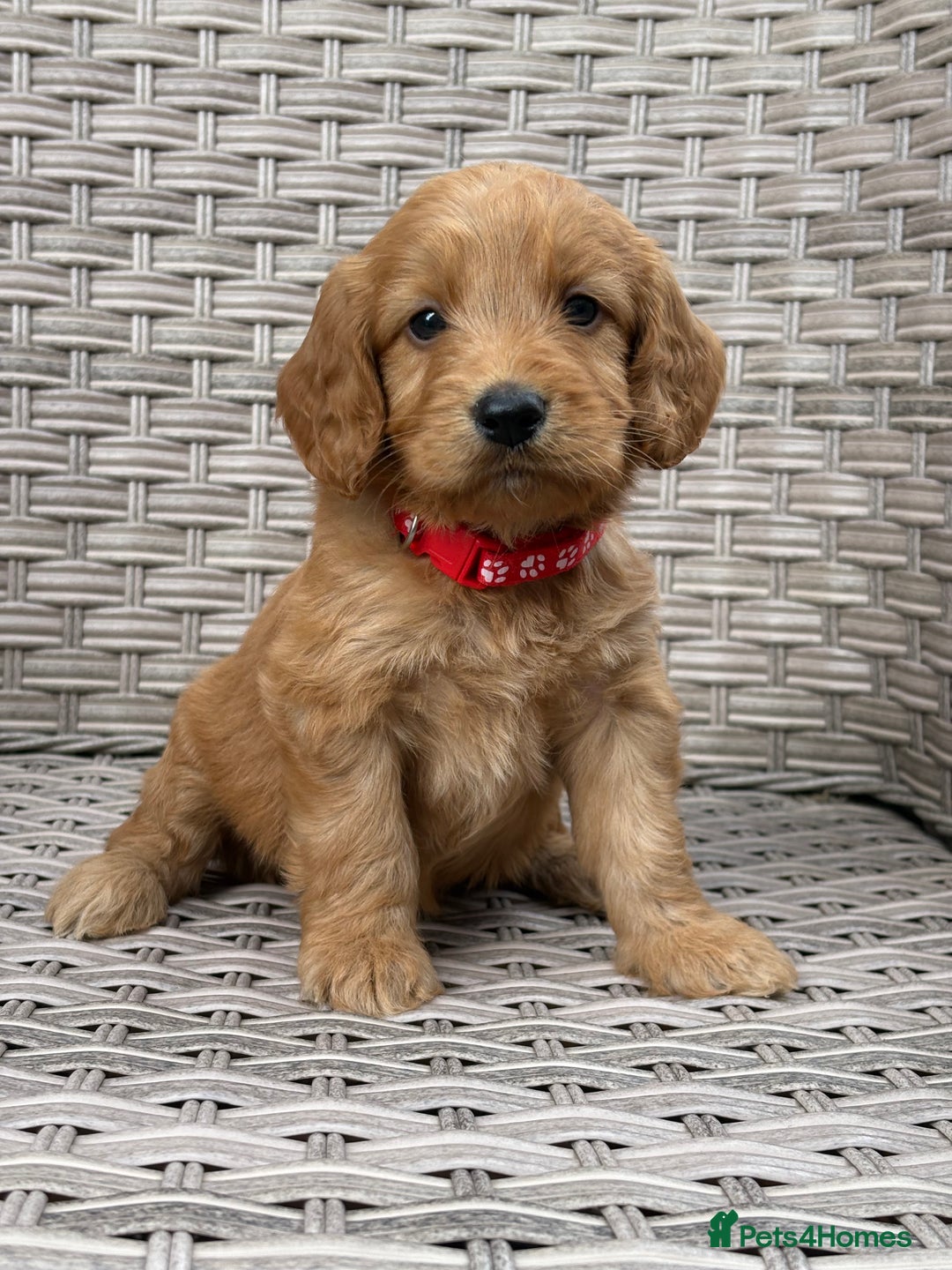 Cockapoo dogs for sale: 😍😍 F1 cockapoo puppies 😍😍 - Image 15