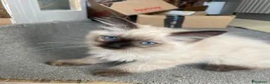 Ragdoll 1