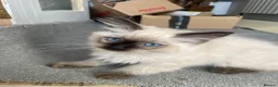 Ragdoll cats for sale:   READY NOW: Fluffy Blue-Eyed Ragdoll Boy! 💙 in Willenhall - Advert 8