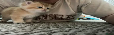 Jamie dodger