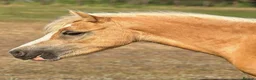 Welsh Section A horses for sale: Golden Palomino 11.2hh unbroken mare in Chelmsford - Advert 2