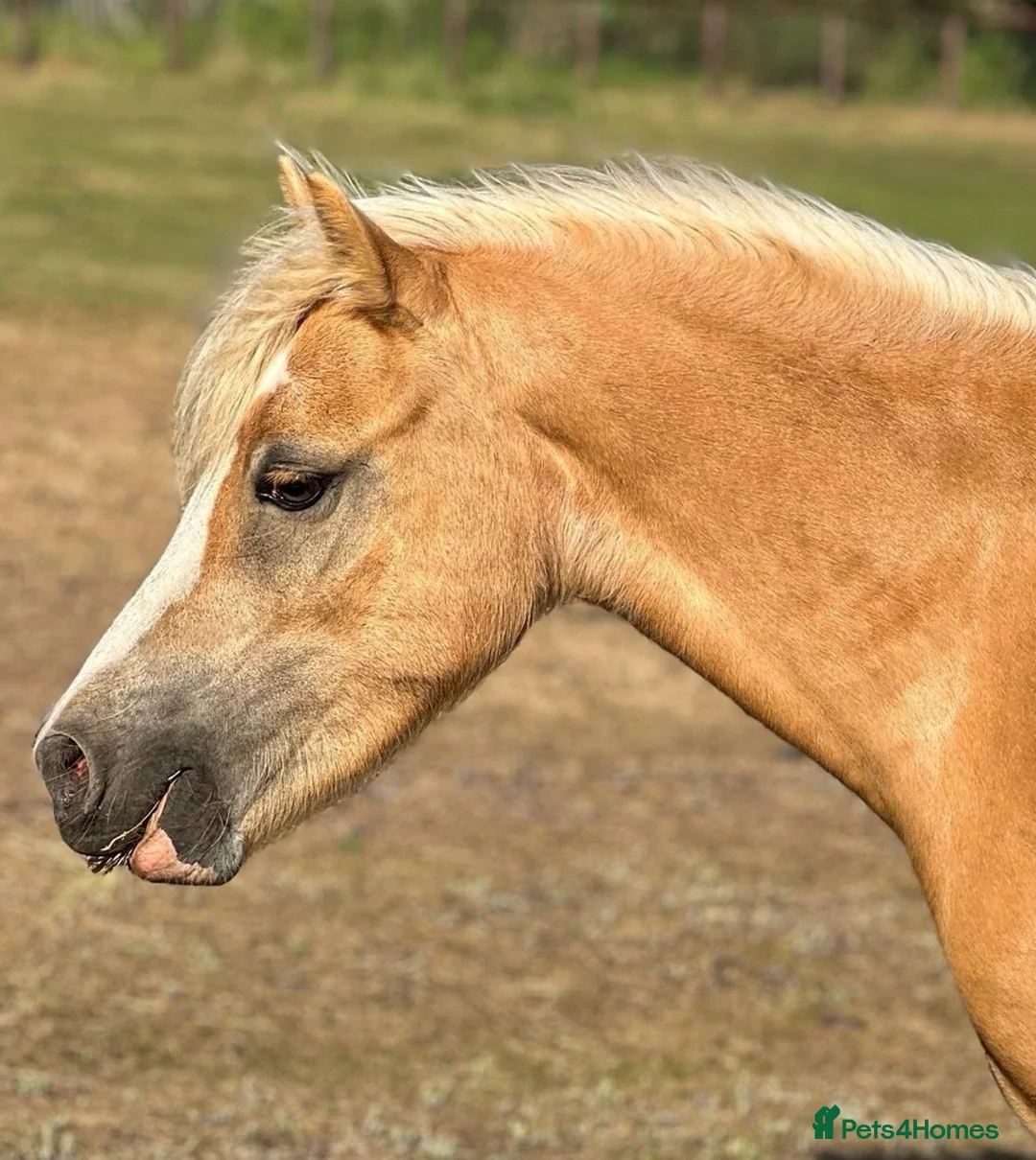 Welsh Section A horses for sale: Golden Palomino 11.2hh unbroken mare in Chelmsford - Advert 2
