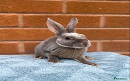 Rex rabbits for sale: Female & male mini rex rabbit kits VIENNA - Image 17