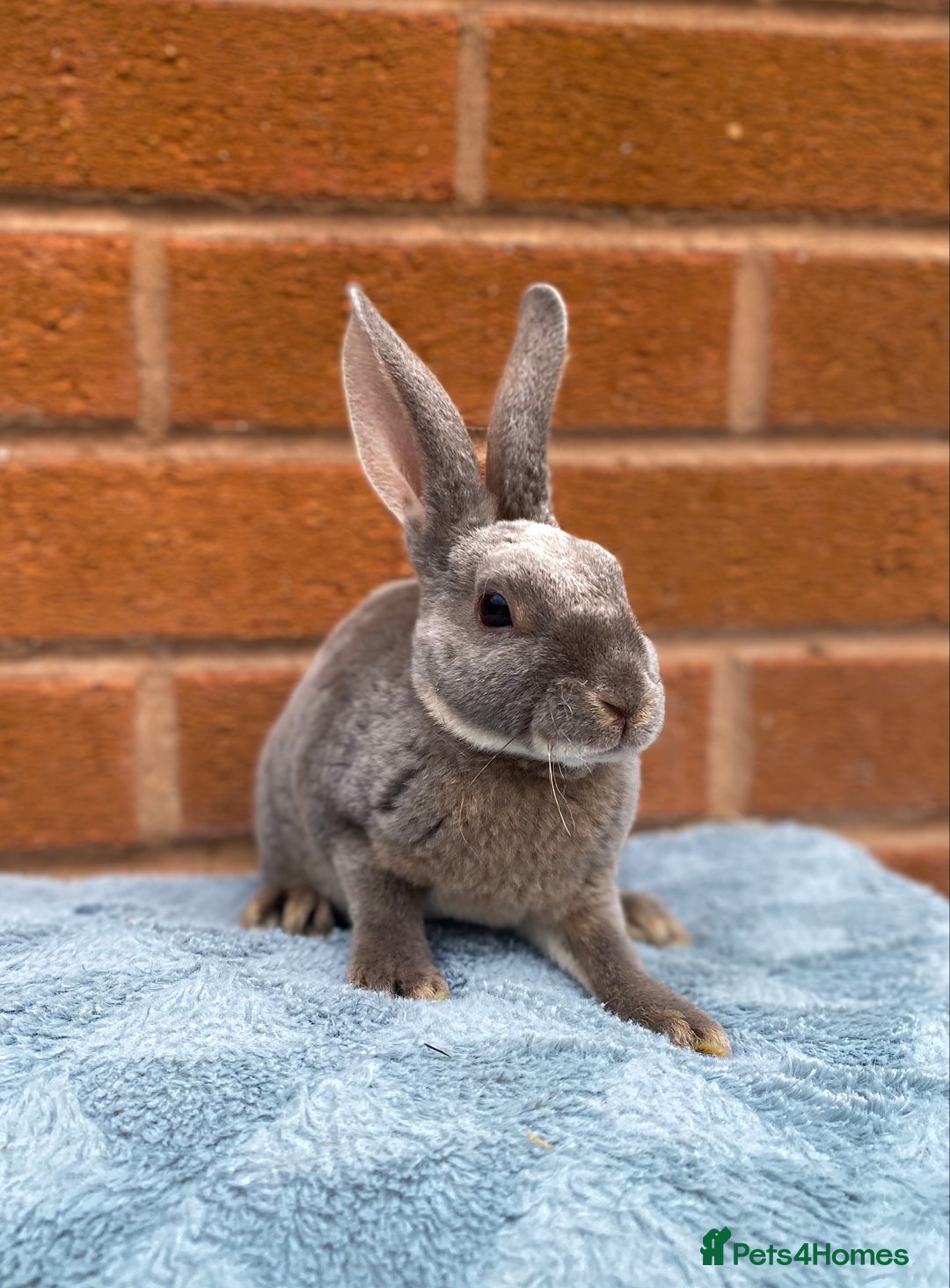 Rex rabbits for sale: Female & male mini rex rabbit kits VIENNA - Image 17