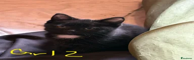 Mixed Breed Kitten 3