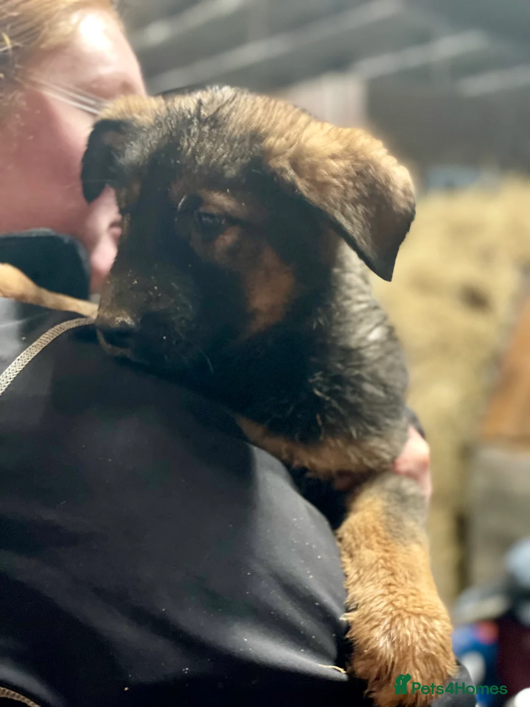 Shepsky dogs for sale: German Shepherd cross Husky Puppies  - Advert 3