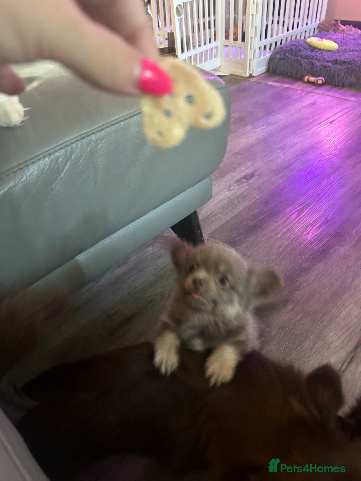 Chihuahua dogs READY NOW - Long coat chihuahua puppies - Advert 2