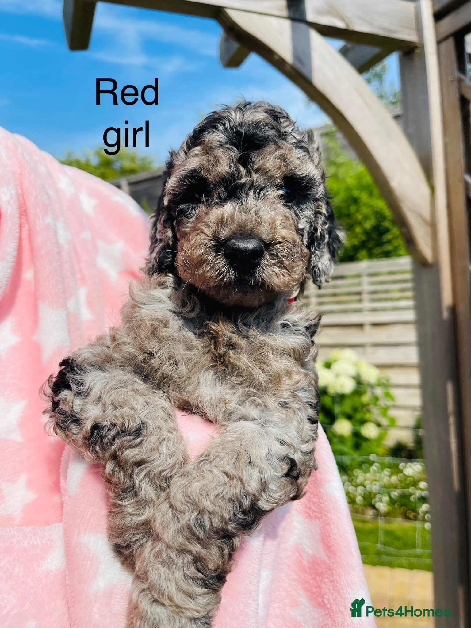 Cockapoo dogs Stunning DNA/Health tested tri colour Cockapoo - Advert 15