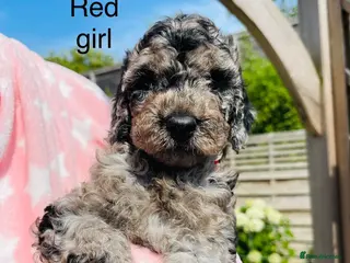 Cockapoo dogs Stunning DNA/Health tested tri colour Cockapoo - Advert 15