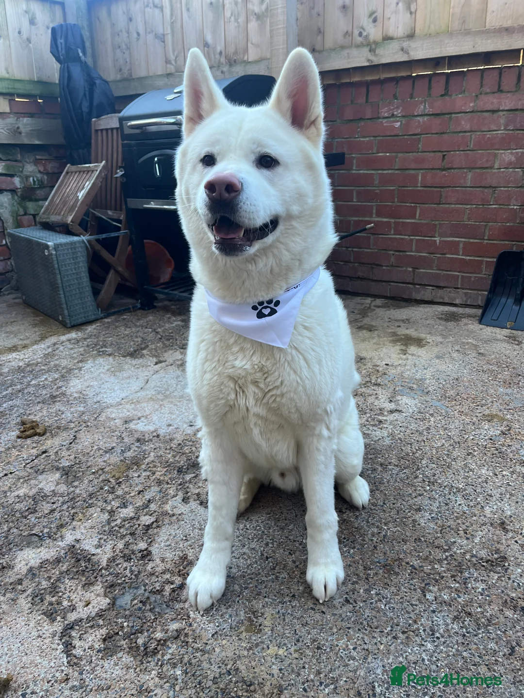 Akita dogs for sale: Akita - Advert 1