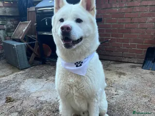 Akita dogs Akita - Advert 6