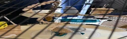 Budgerigars birds for sale: 2 budgies and Omlet cage for sale - Advert 5