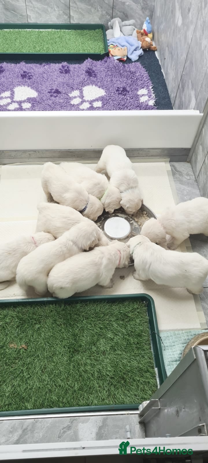 Golden Retriever dogs Kc Registered Golden Retriever puppies - Advert 2