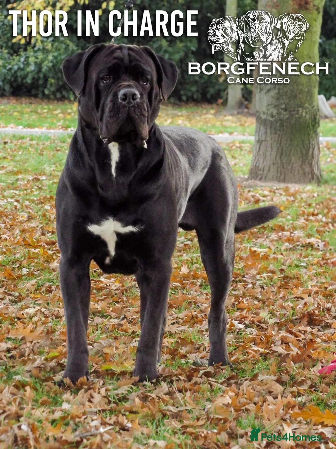 Cane Corso dogs for sale:  Health-Tested Cane Corso Puppies 🐾 - Advert 4