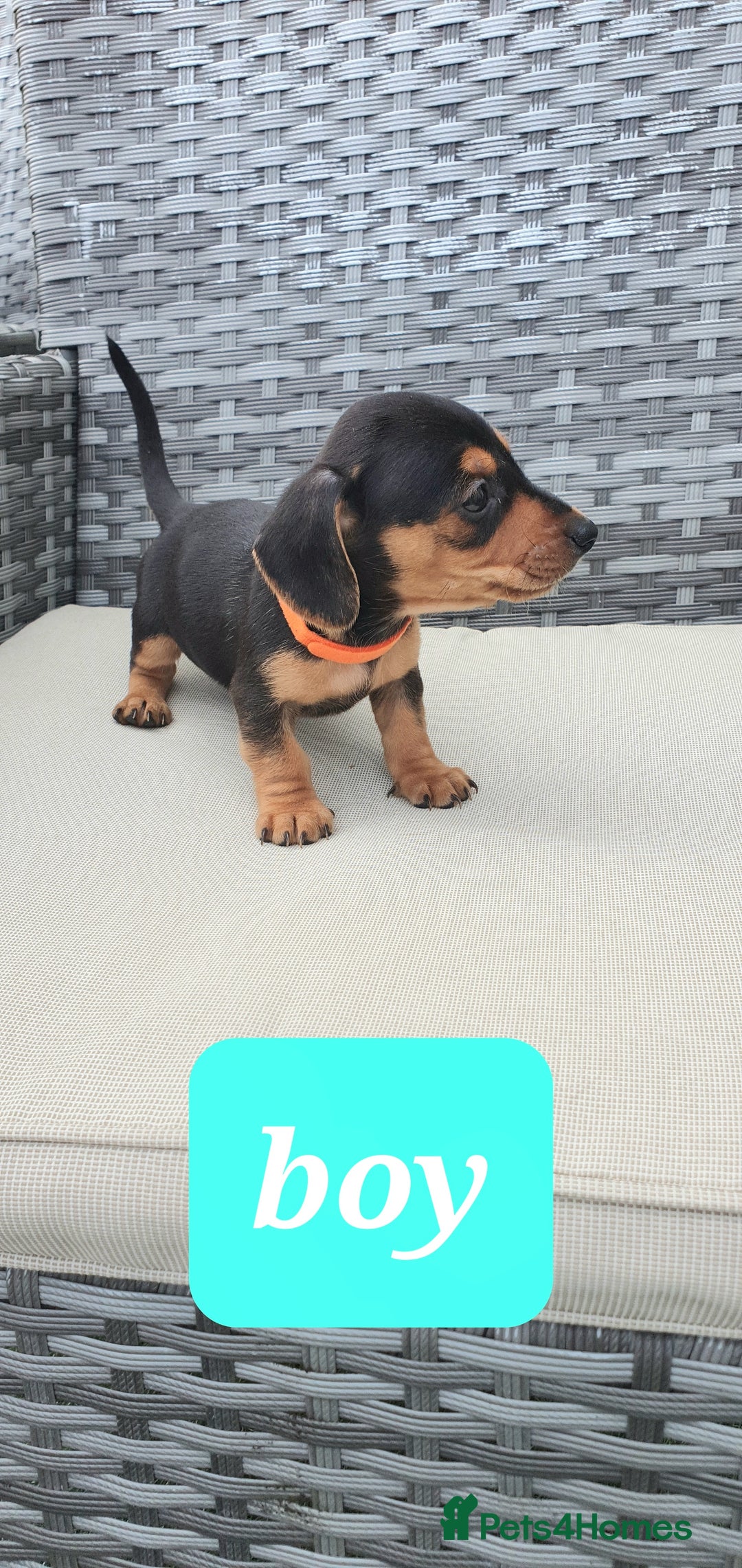 Dachshund dogs for sale: Xxx Beautiful dachshund puppies Xxx - Image 11