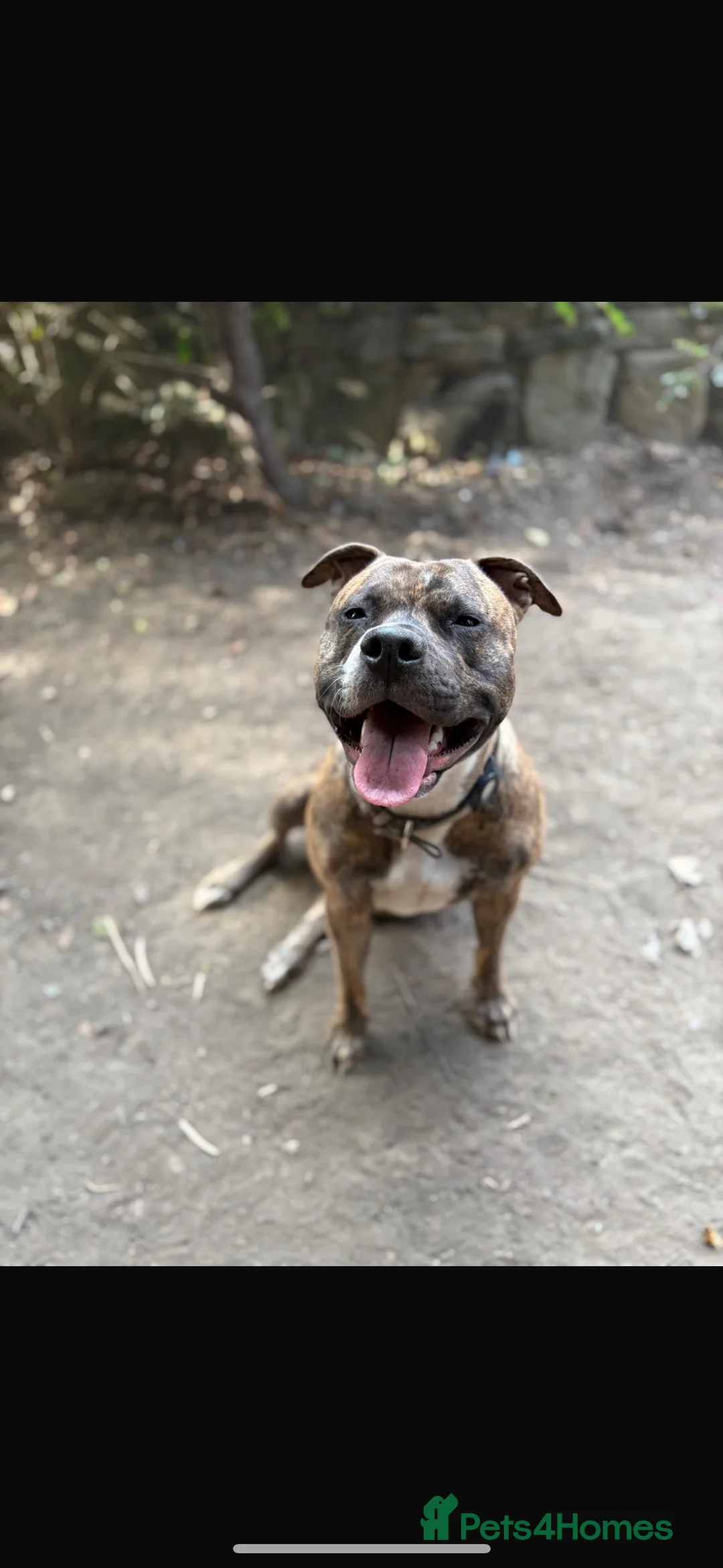 Mixed Breed dogs for sale: Amstaff x Staffy puppies - Advert 10