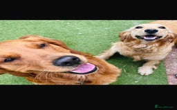 Golden Retriever dogs for sale: Kc reg golden retriever girl ready to leave now - Image 7