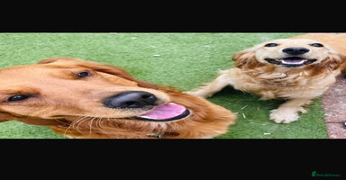 Golden Retriever dogs - Advert 1