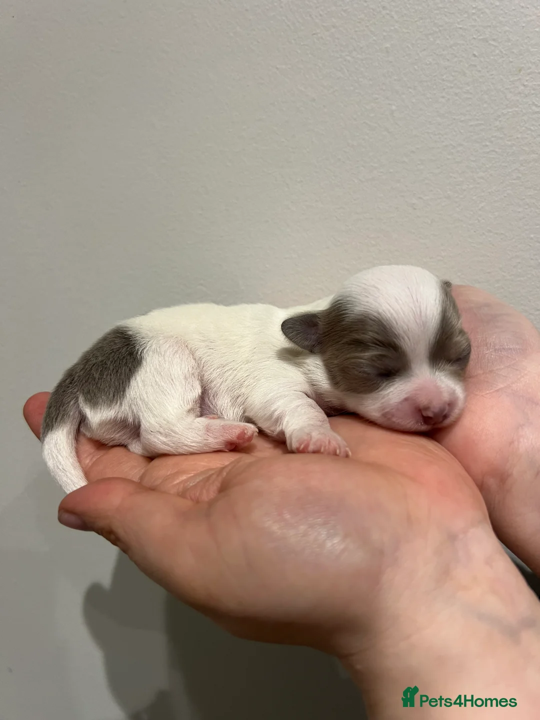 Chihuahua dogs for sale: Chihuahua Puppies - Advert 7