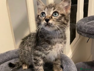 Mixed Breed cats for sale: 2 x ragdoll kittens - Advert 2