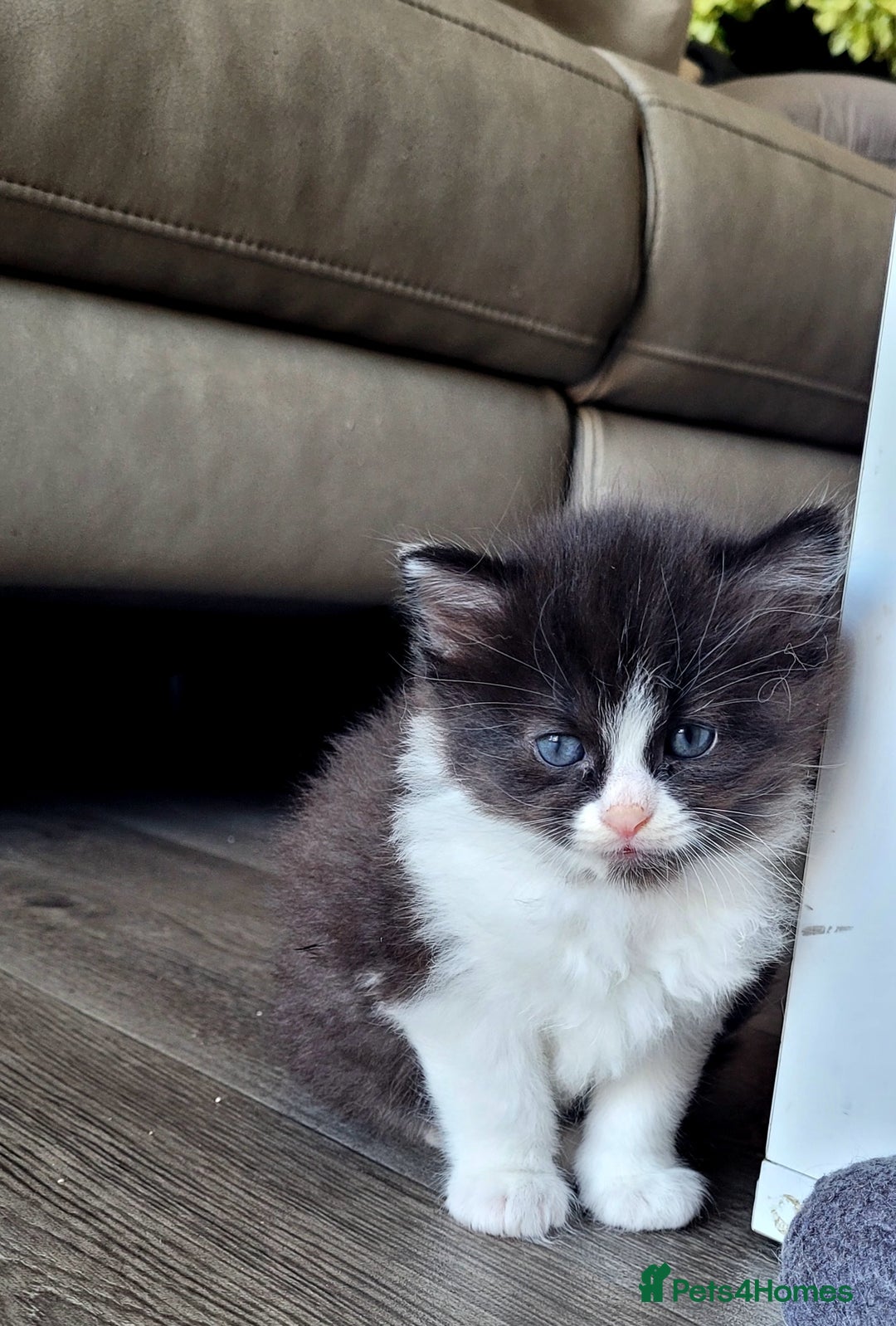 Ragdoll cats for sale: Adorable mixed Norwegian/Ragdoll left  in Dundee - Image 13