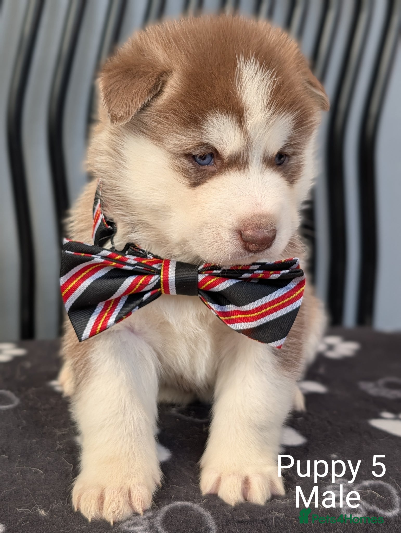 Siberian Husky dogs Beautiful Siberian Husky (all with Blue eyes) - Advert 1