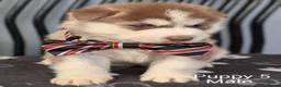 Siberian Husky dogs for sale: Beautiful Siberian Husky (all with Blue eyes) - Advert 15