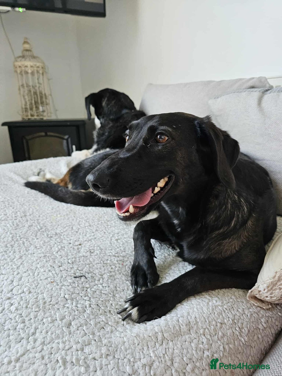 Mixed Breed dogs for adoption: 🐾Java sweet girl needs her forever home 🐾❤️ - Image 11