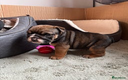 English Bulldog dogs for sale: Ready to go English bulldog puppies - Image 23